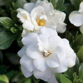 Fragrant Evergreen Shrub with Double White Blooms Live Plant 2 Gallon P9192