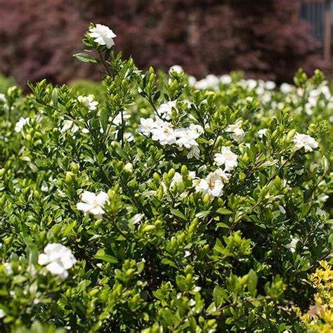 Fragrant Evergreen Shrub with Double White Blooms Live Plant 2 Gallon P9192
