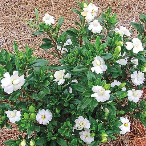 Fragrant Evergreen Shrub with Double White Blooms Live Plant 2 Gallon P9192