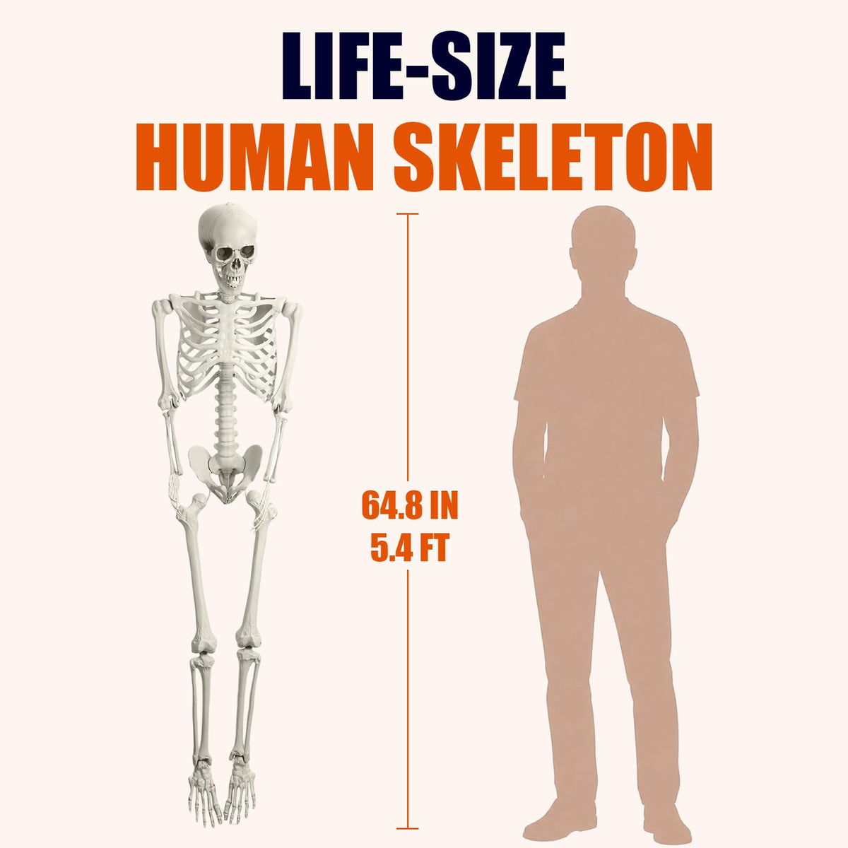 Life Size Full Body Skeleton G1593