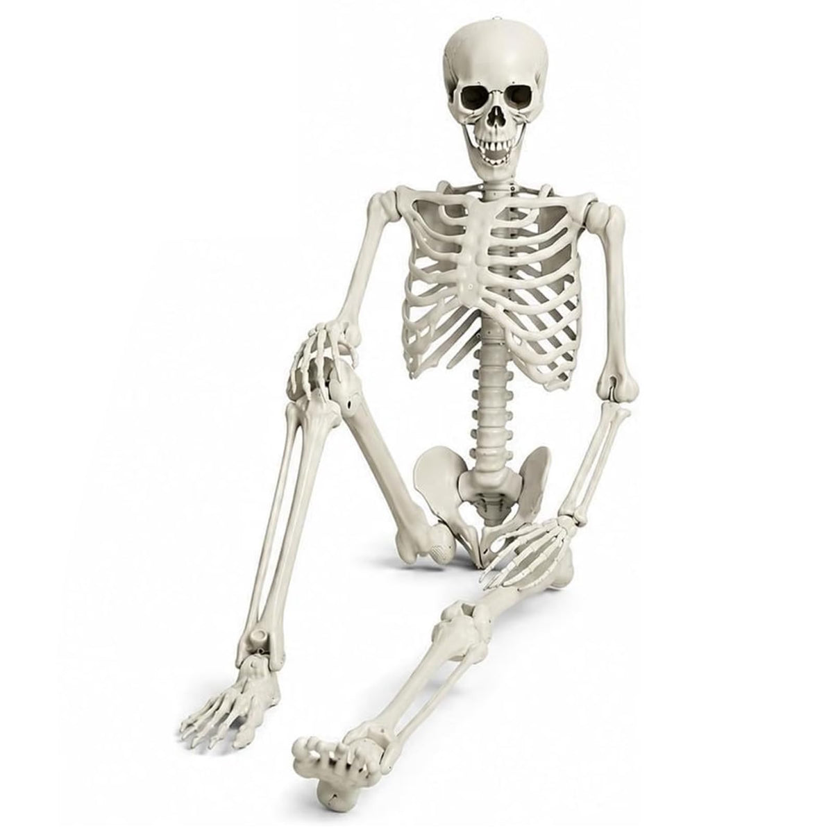 Life Size Full Body Skeleton G1593