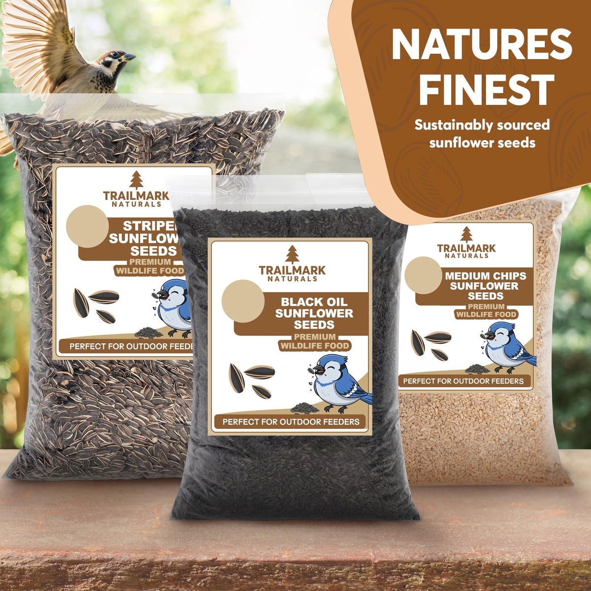 Black Oil Sunflower Seeds for Birds V227508