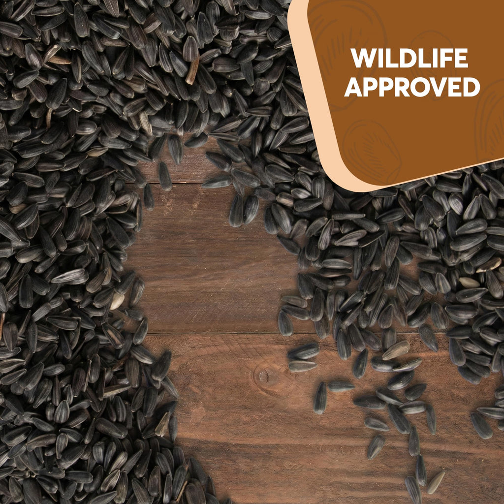 Black Oil Sunflower Seeds for Birds V227508